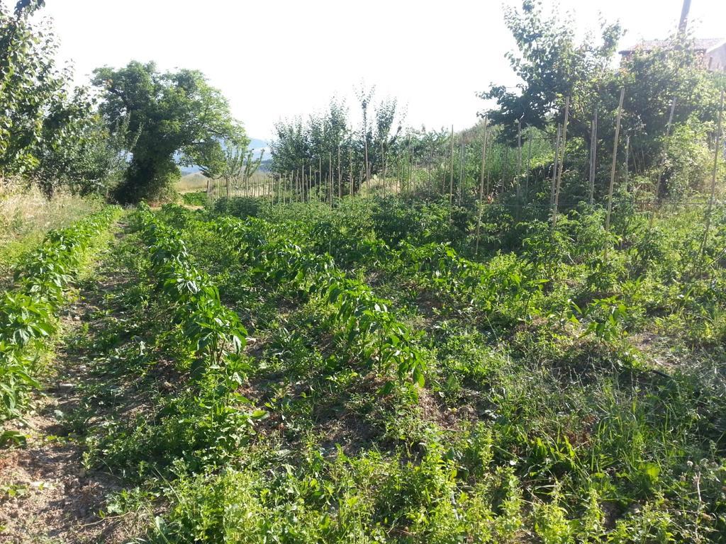 Agriturismo Eutopia San Leo Εξωτερικό φωτογραφία